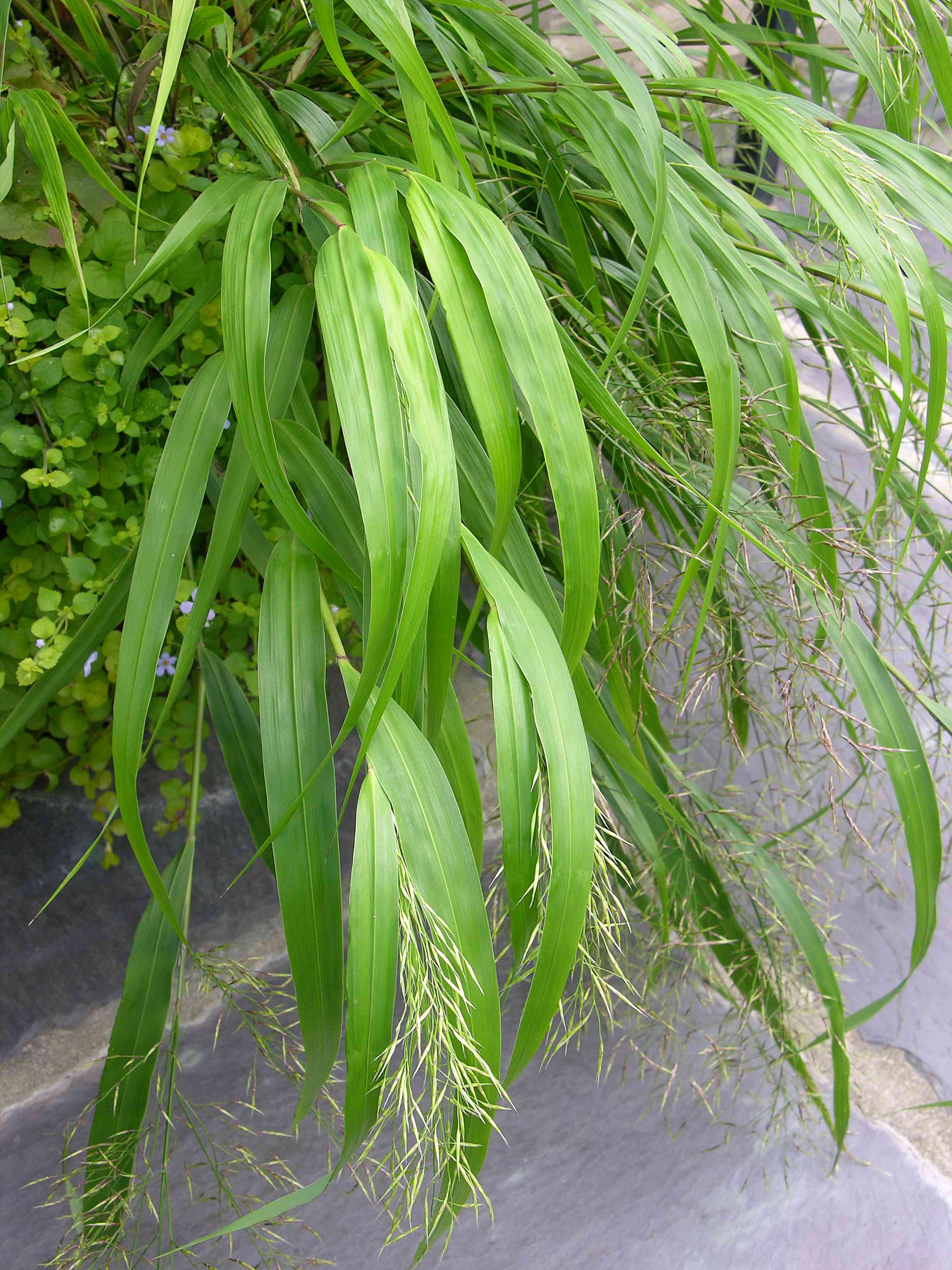 Hakone grass