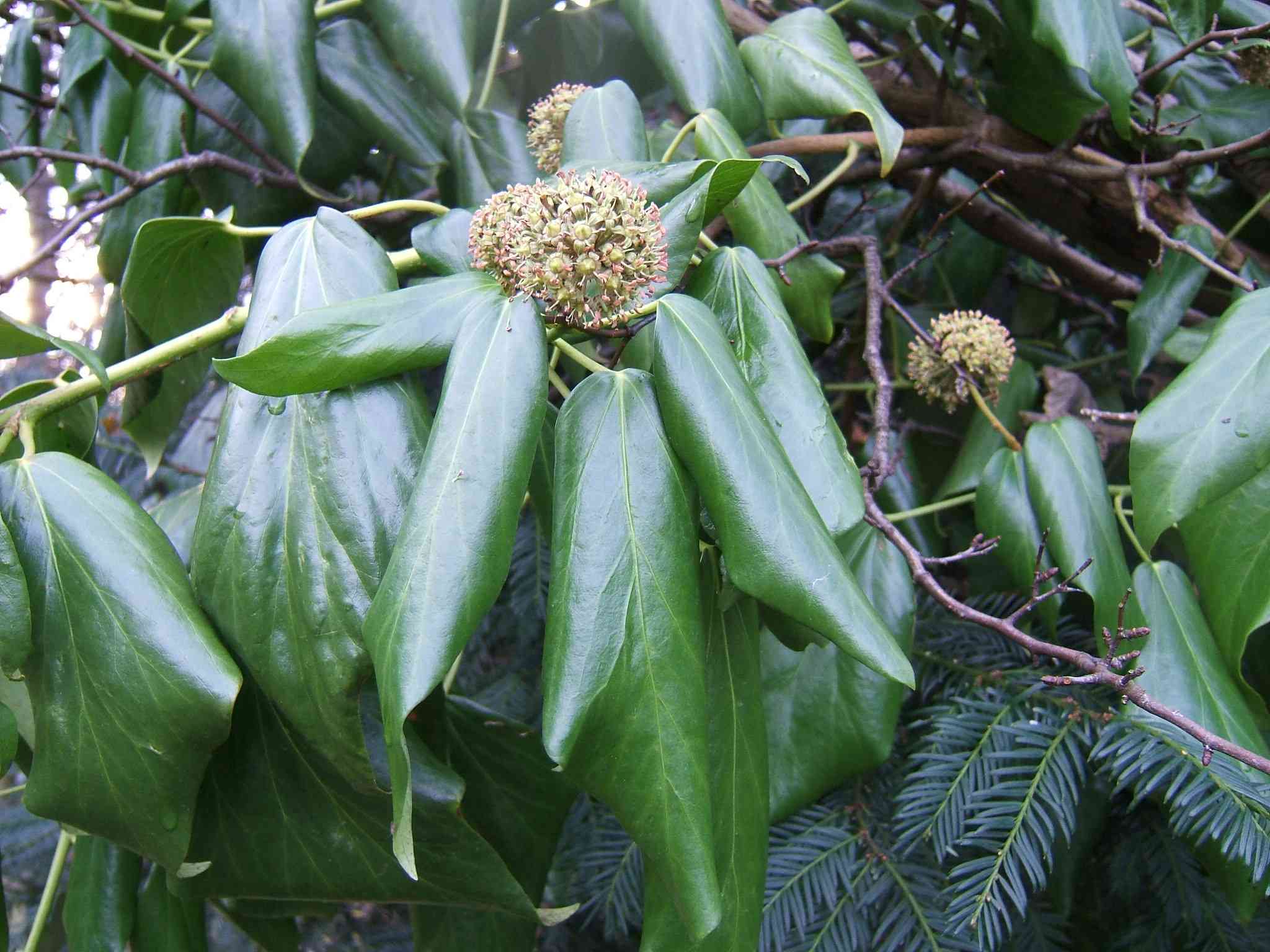 Persian ivy