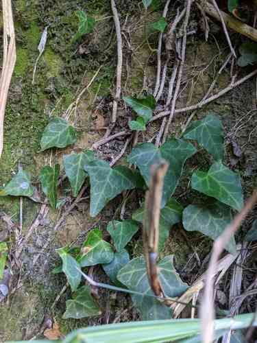 Japanese ivy