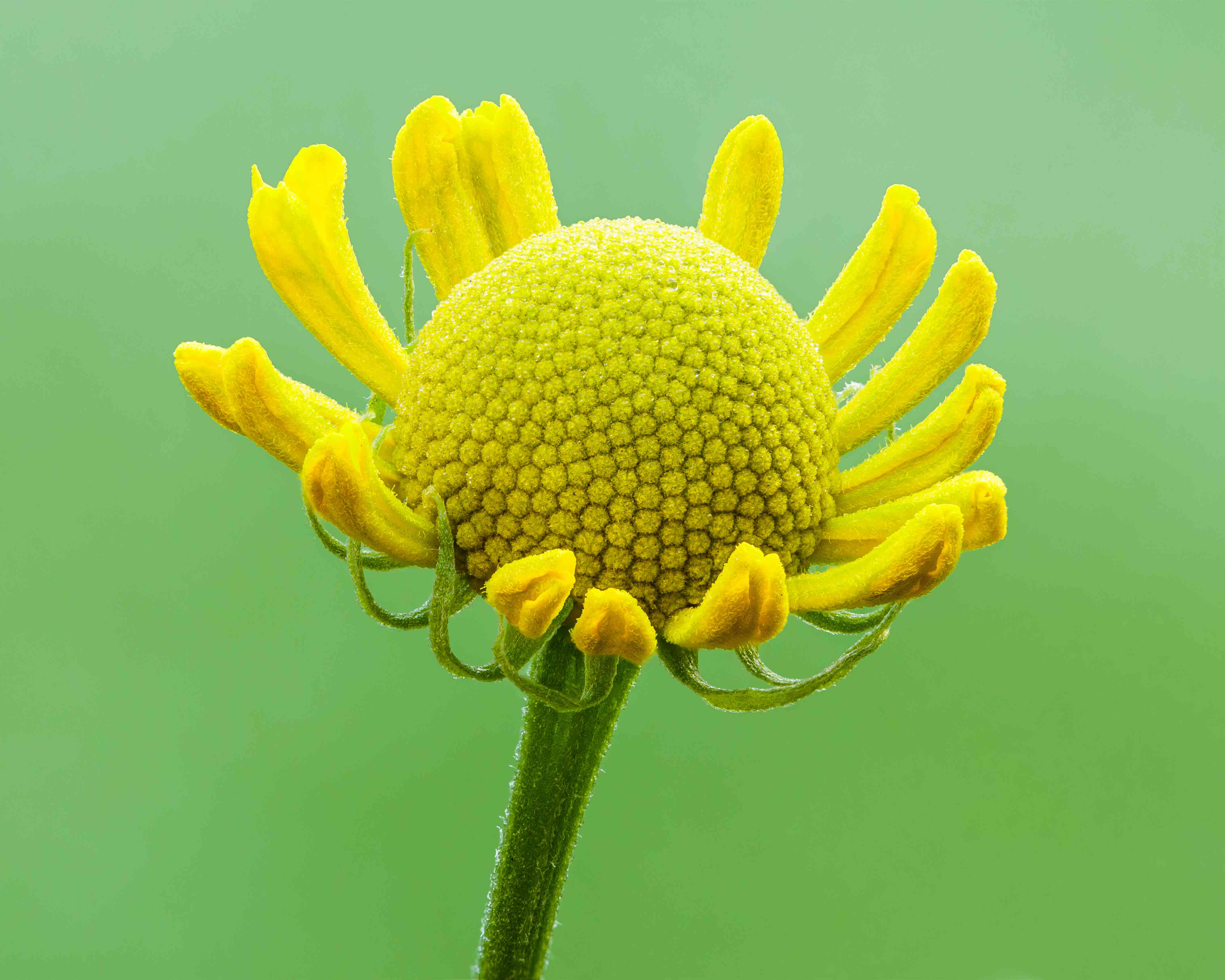 Sneezeweed