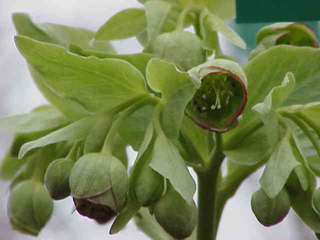 Stinking hellebore
