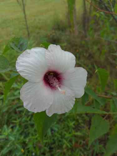 Halberd-leaf rosemallow