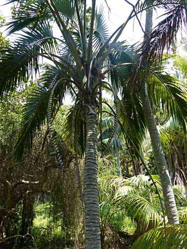 Curly palm