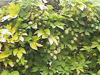 Common hop