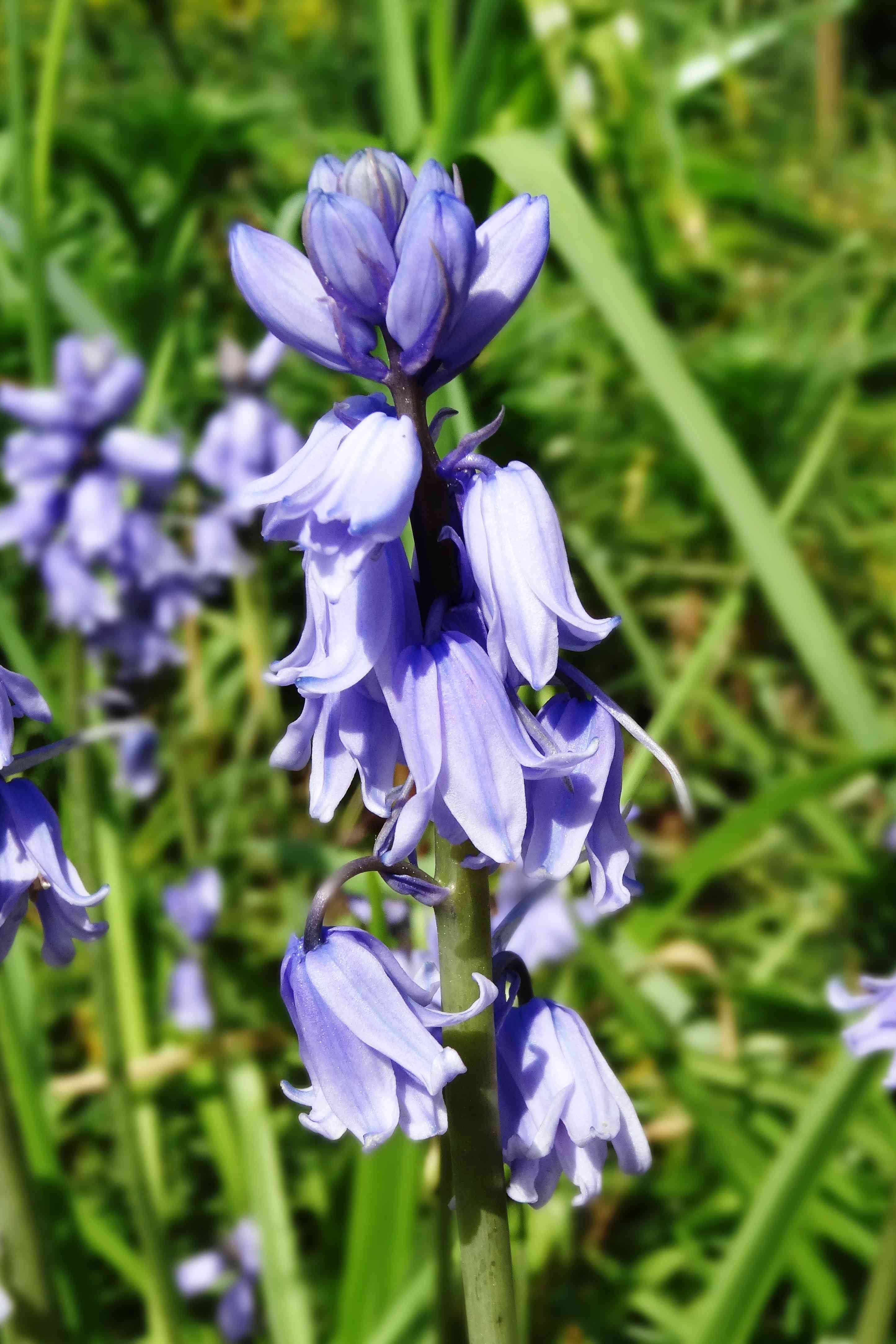 Spanish bluebell