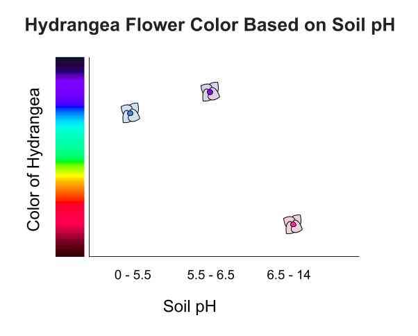 Hydrangeas (Hydrangea)