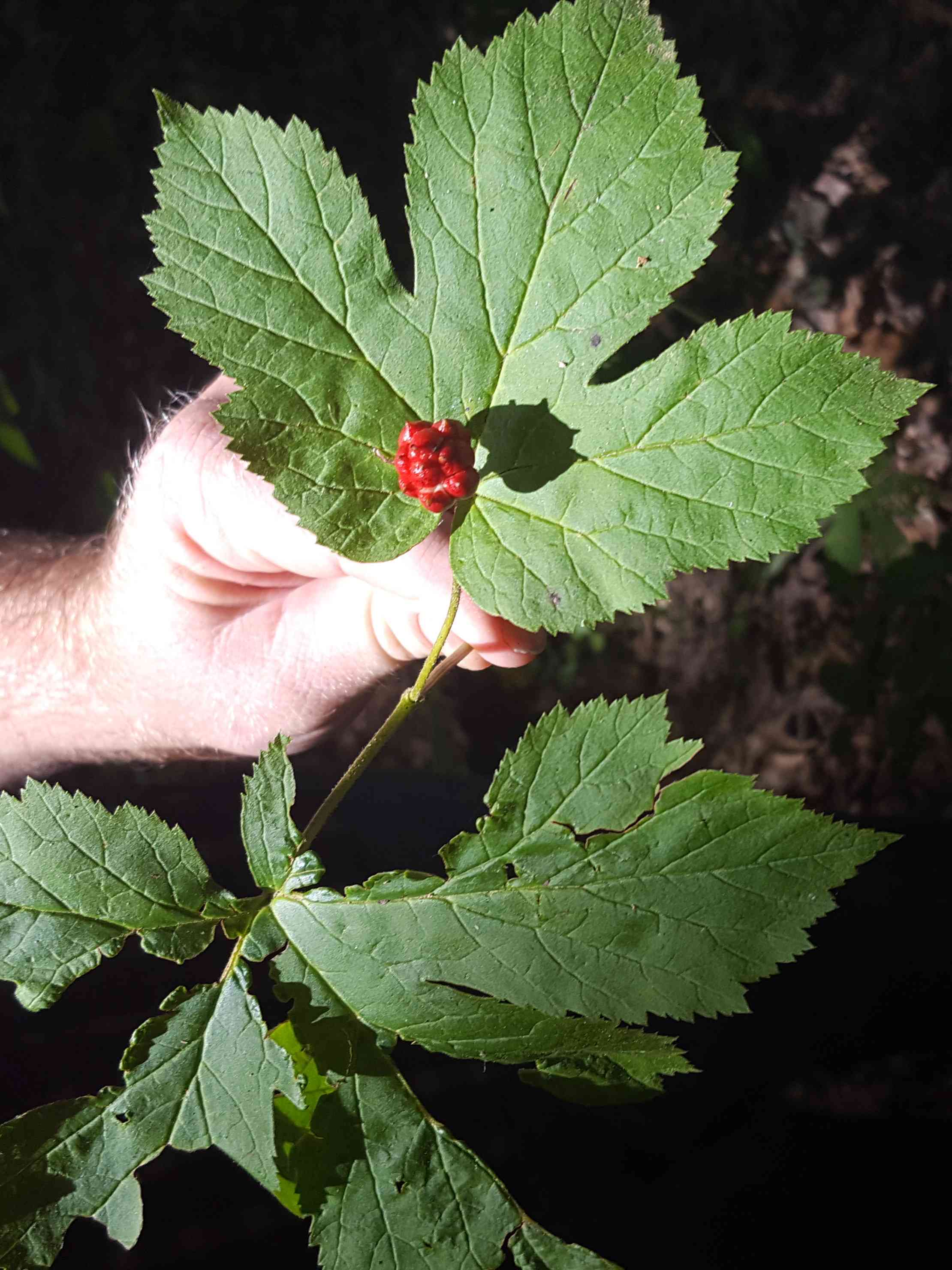 Goldenseal