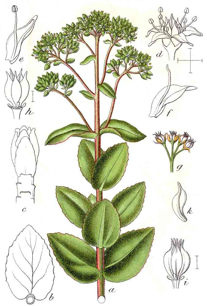 Orpine