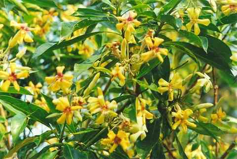 Native frangipani