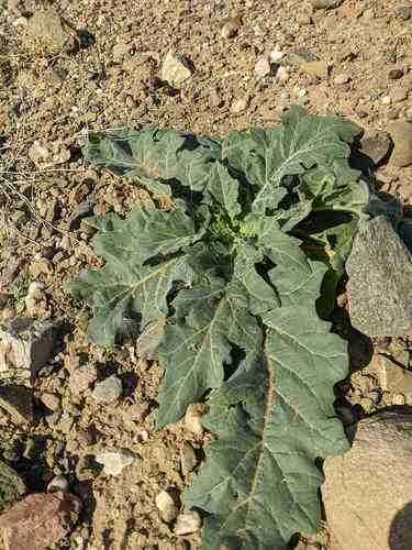 Henbane