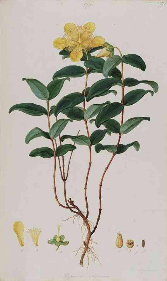 Creeping St. John's wort