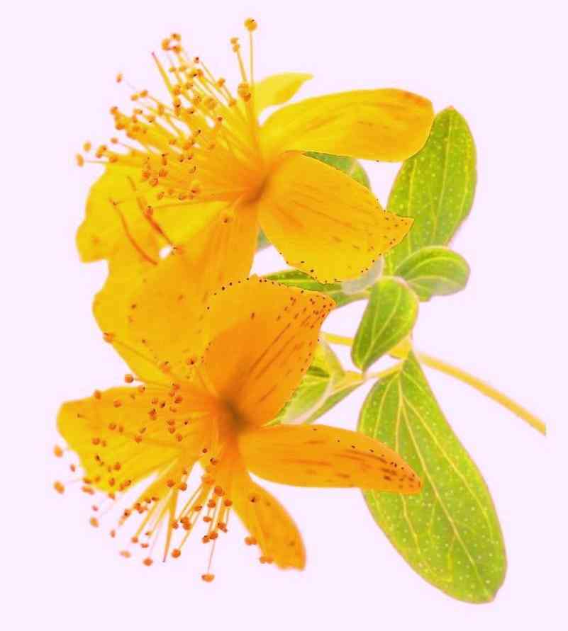 Common St. John's wort