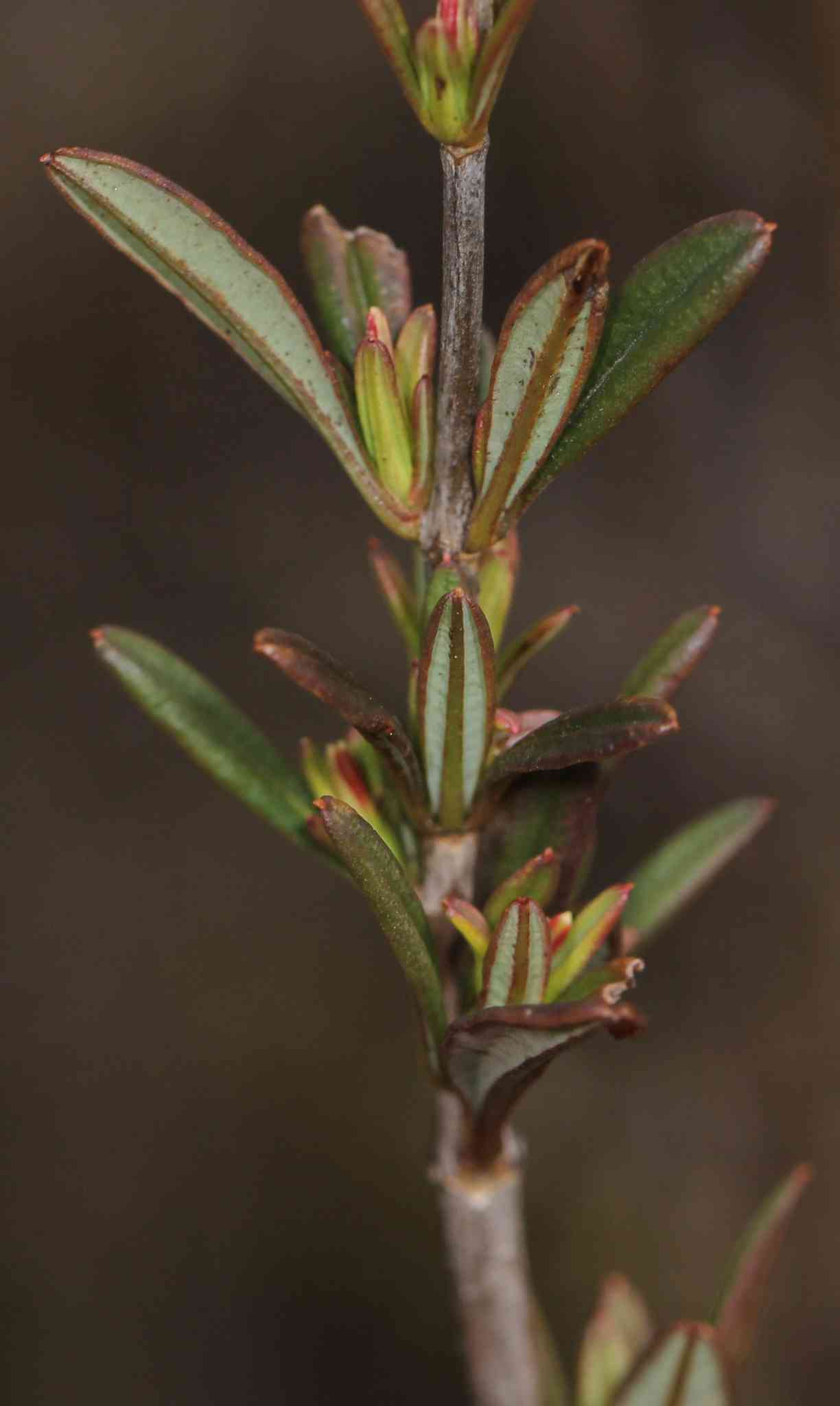 Shrubby St. John's wort
