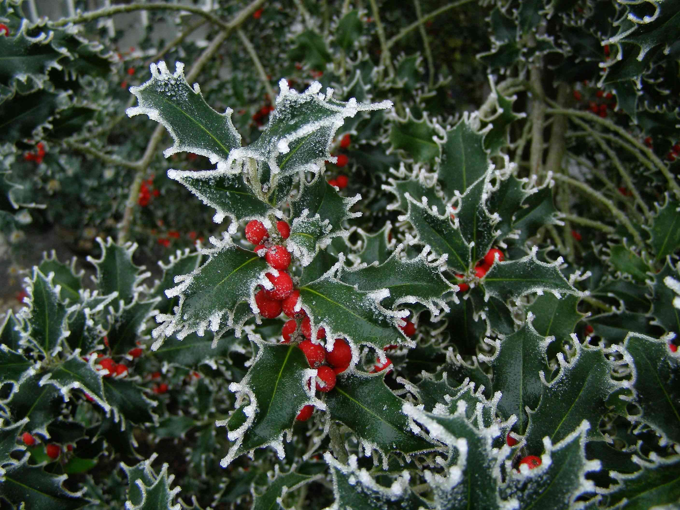 Common holly