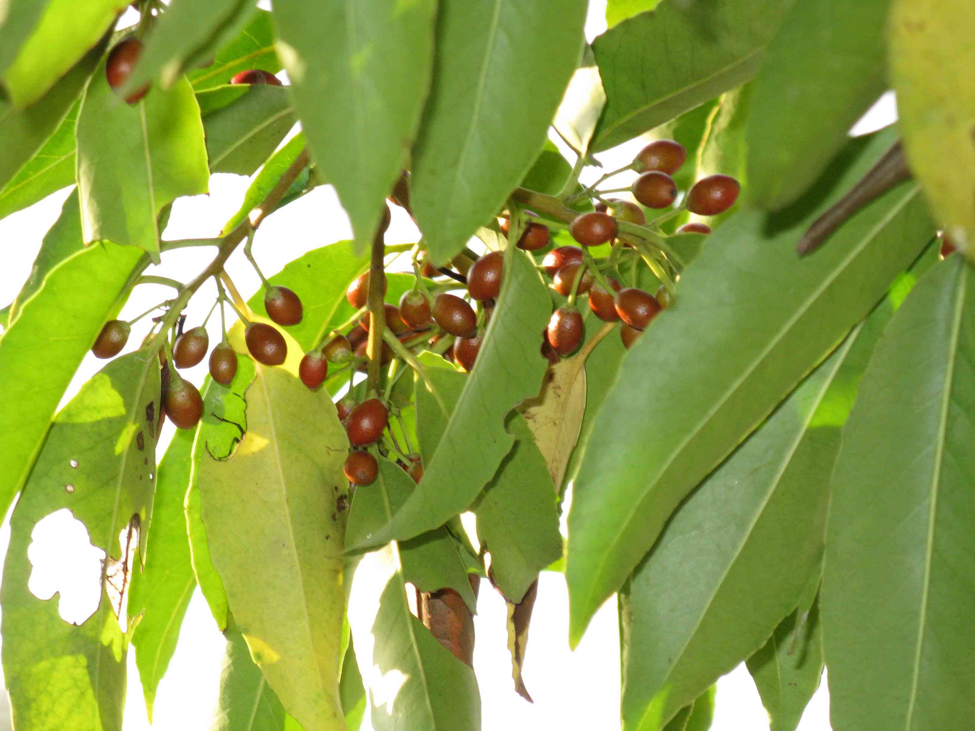 Peach-leaf holly