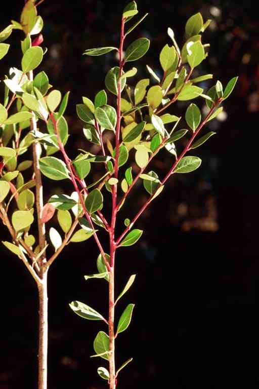 Large gallberry