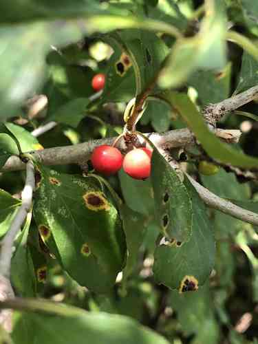 Possumhaw