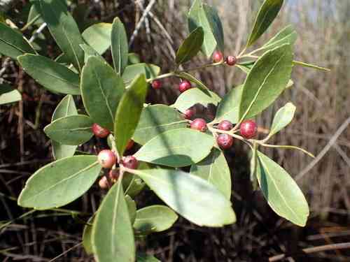 Inkberry