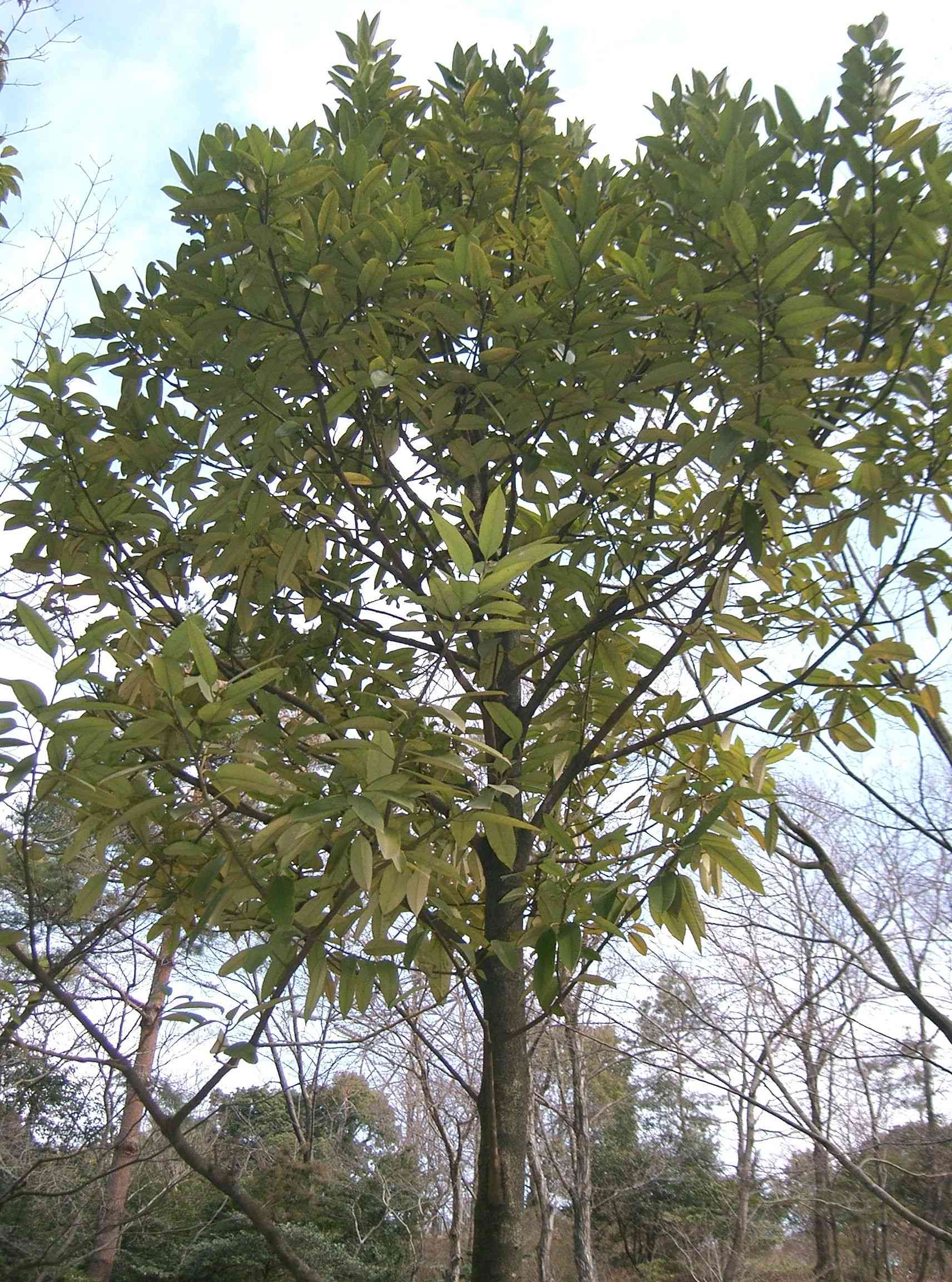 Lusterleaf holly