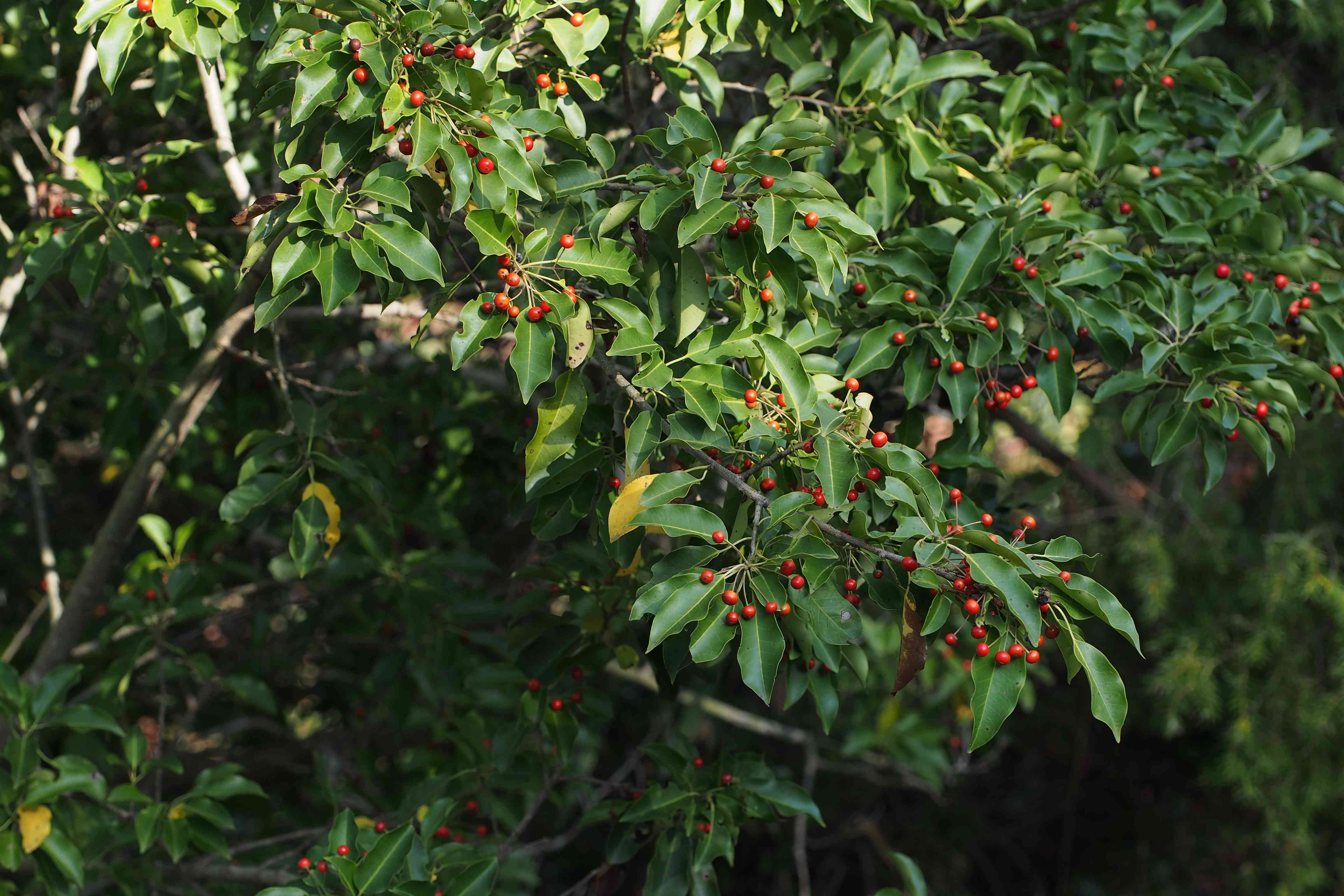 Long-stalk holly