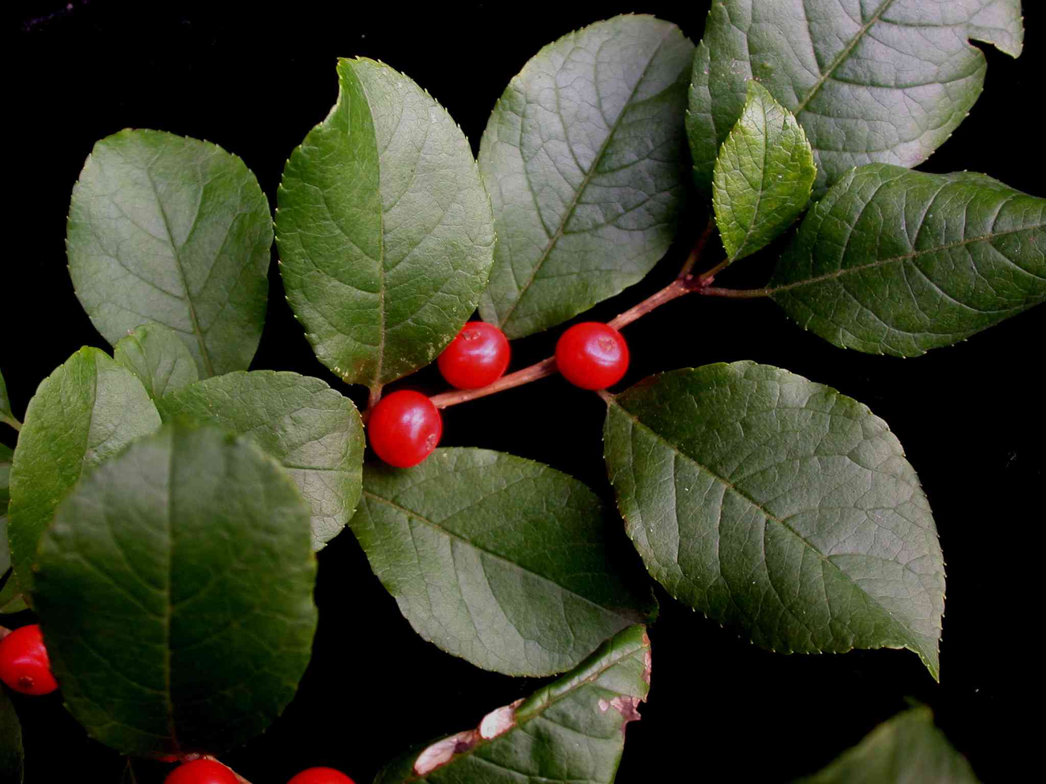 Common winterberry