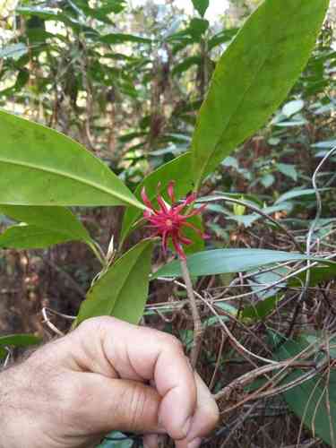 Purple Anise