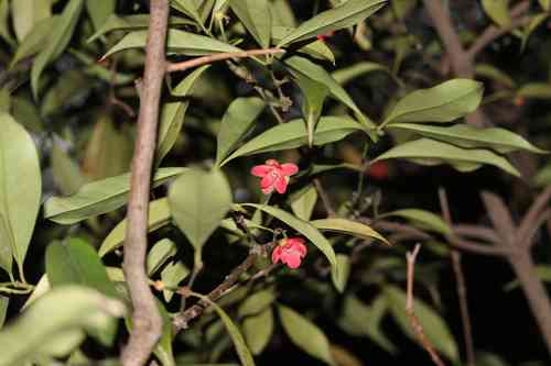 Lance-leaved anise shrub