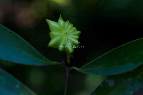 Lance-leaved anise shrub