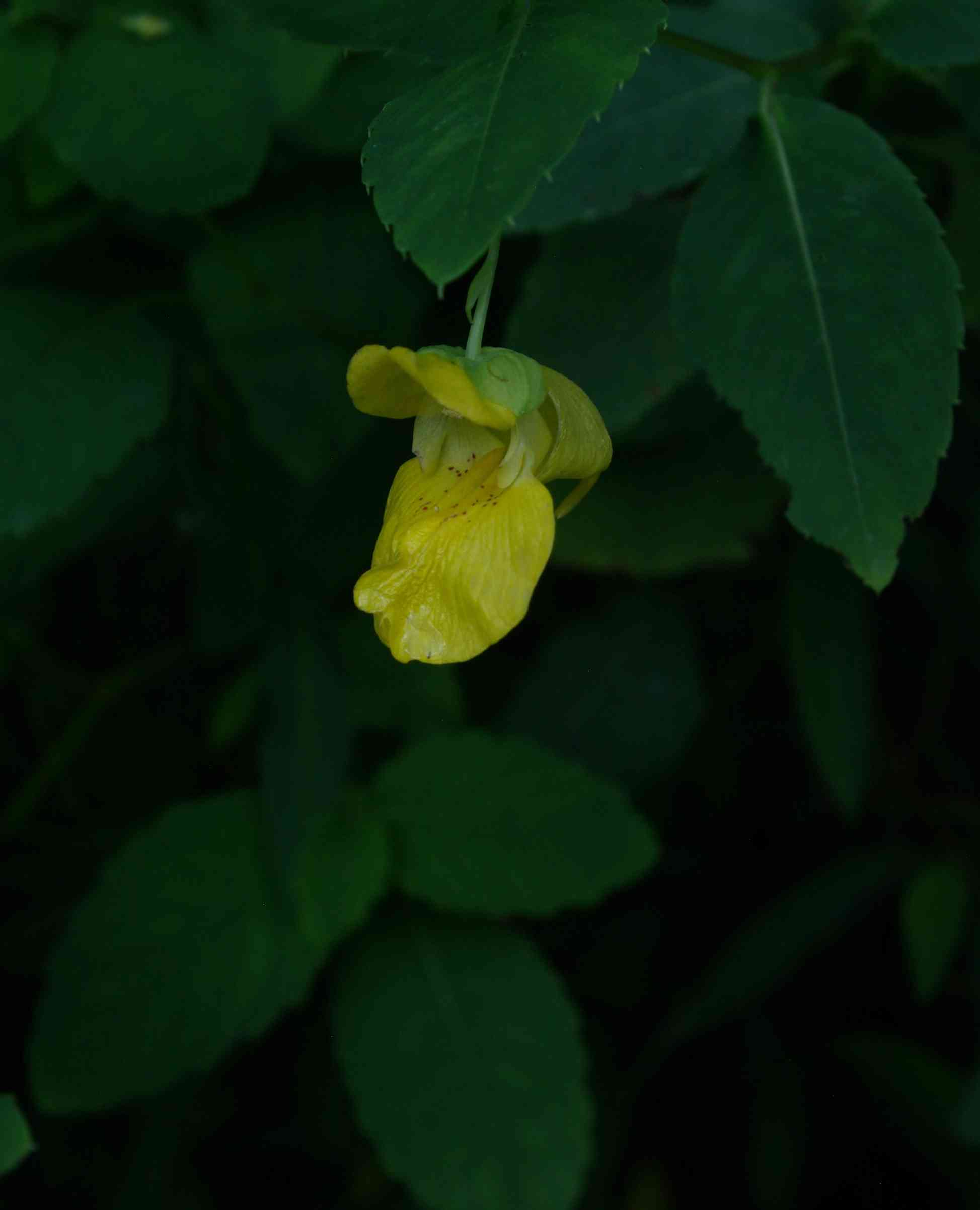 Yellow jewelweed