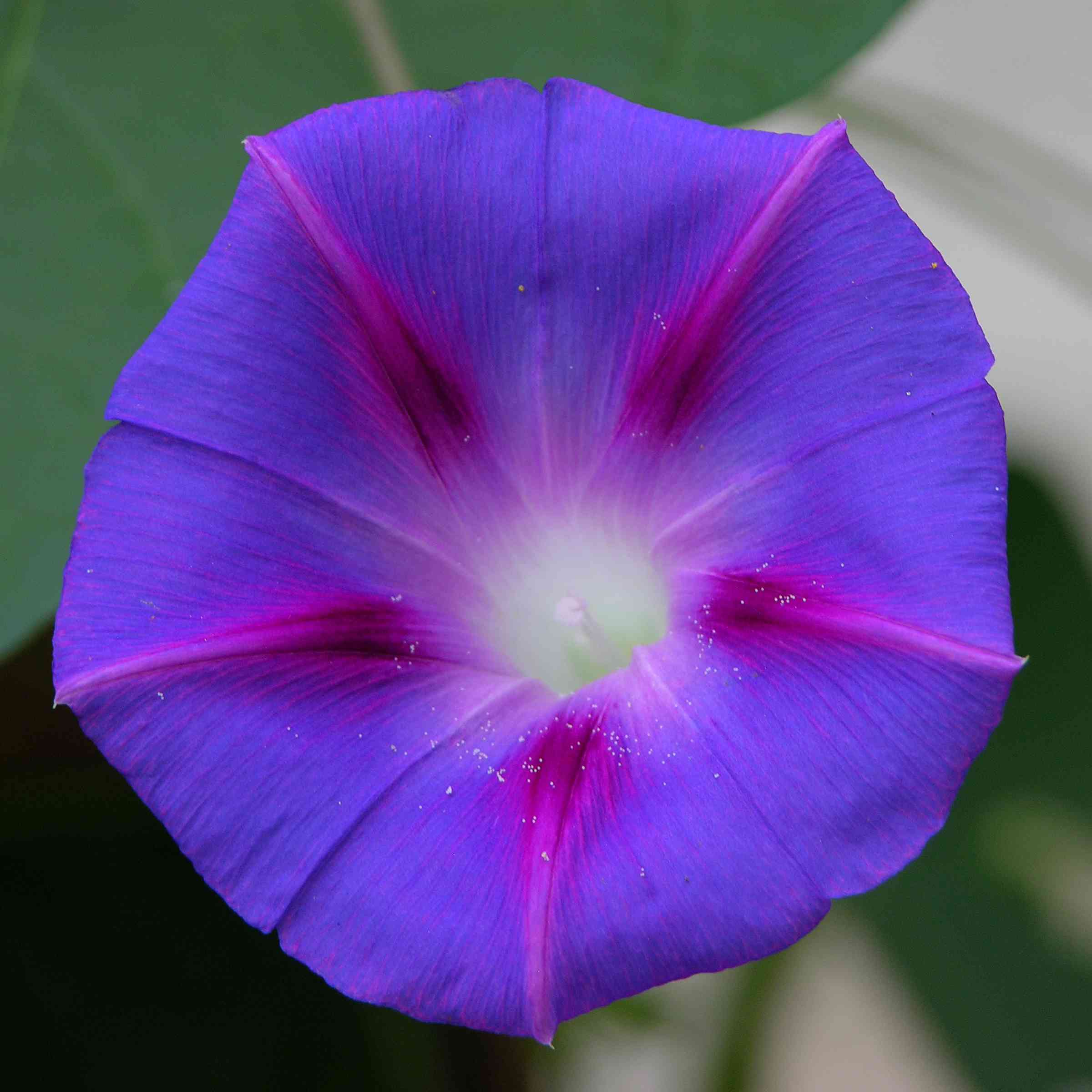 Beach morning-glory