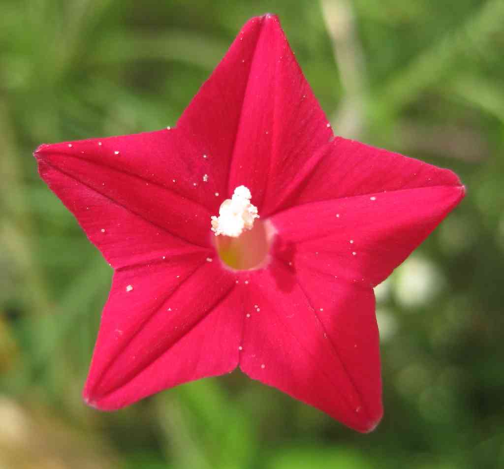 Cypress vine
