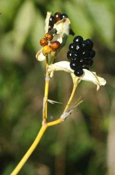 Blackberry lily