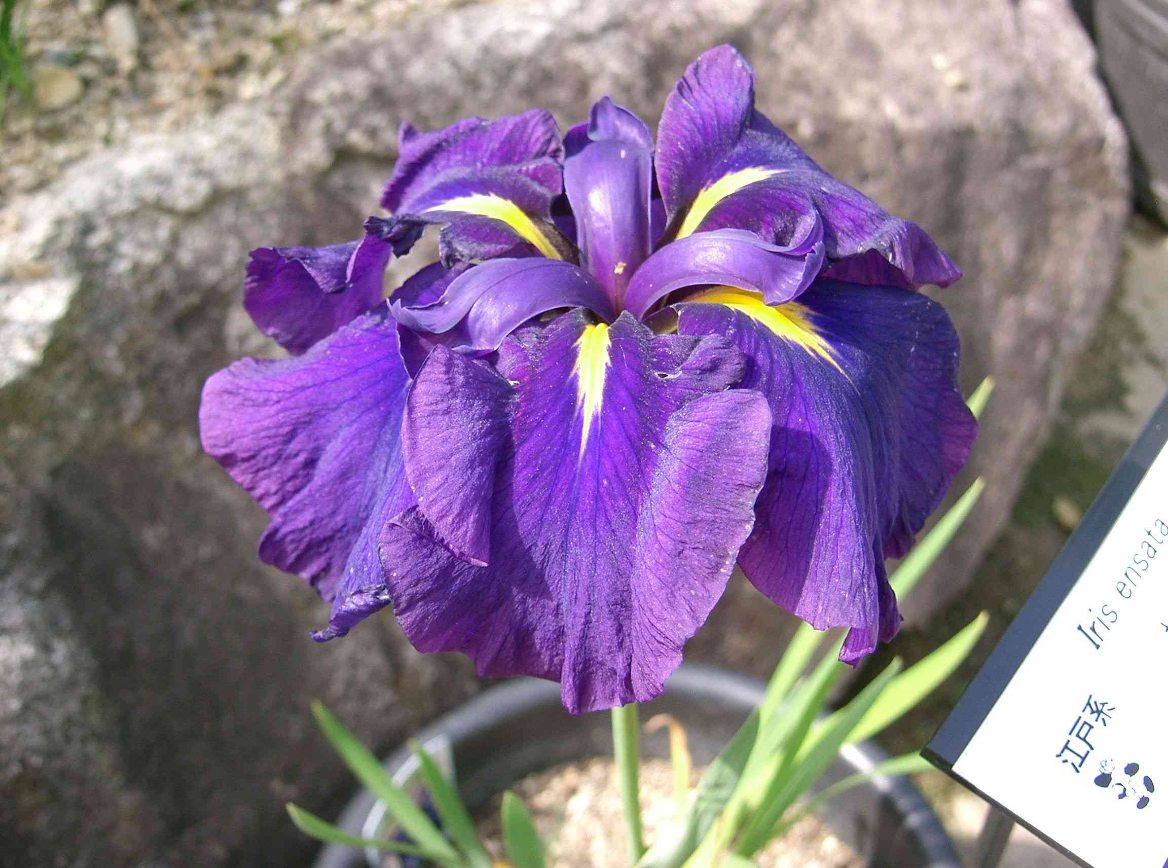 Japanese Iris