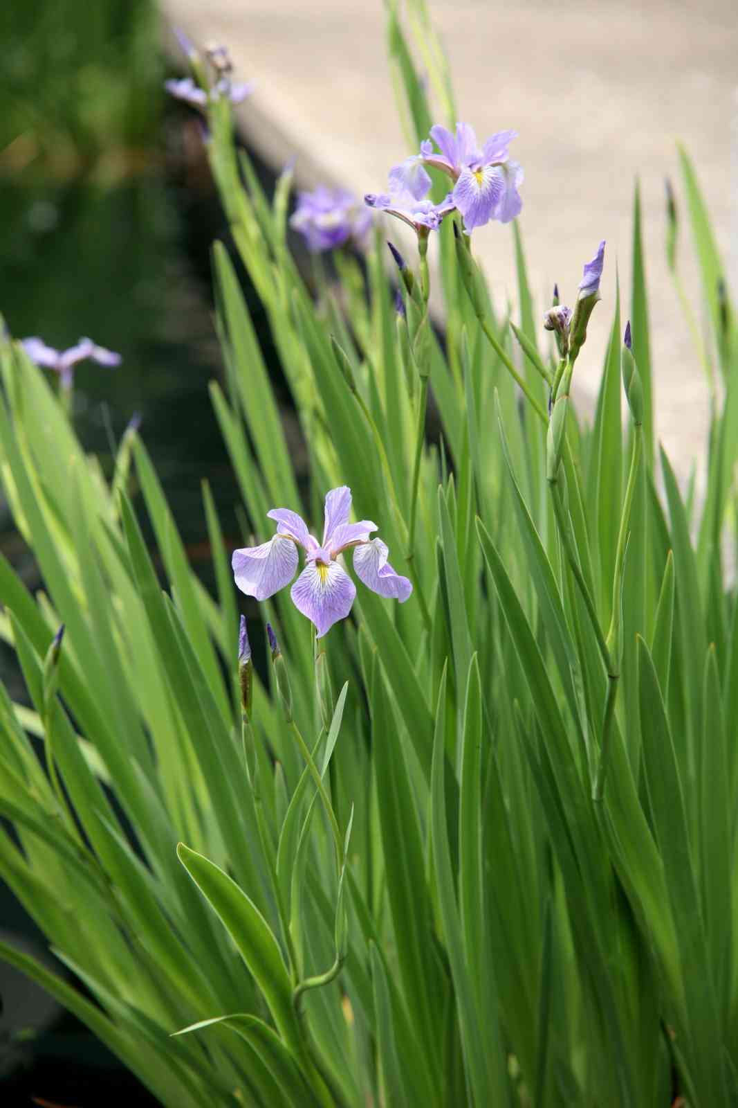 Northern blue flag iris