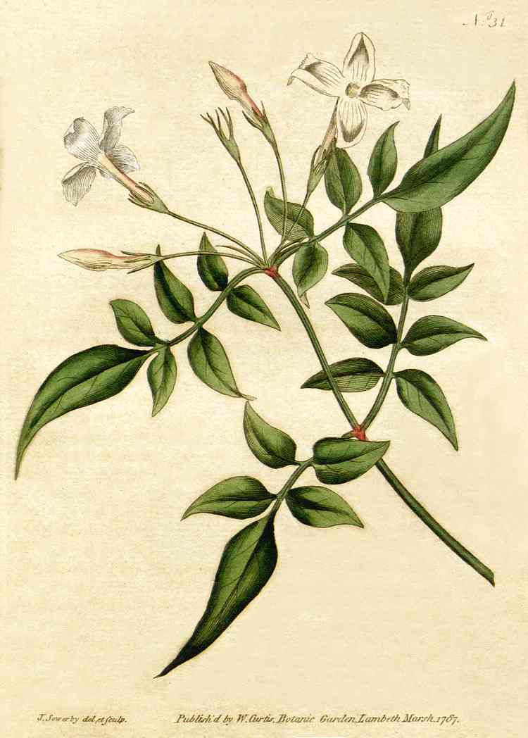 Common jasmine