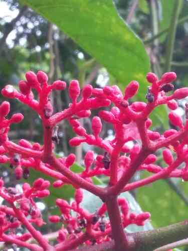 Buddha belly plant