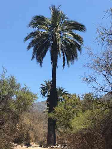 Chilean wine palm