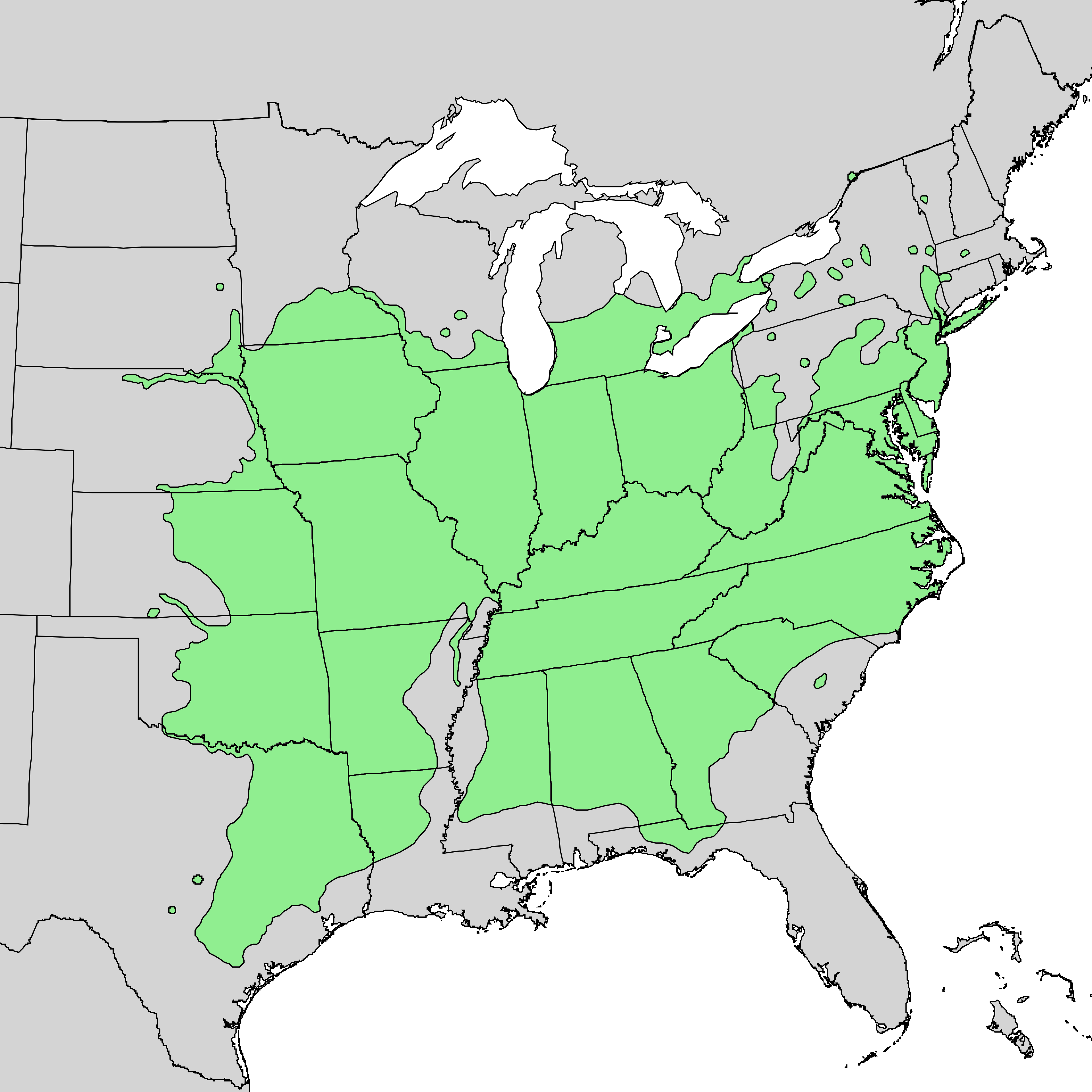 Black walnut