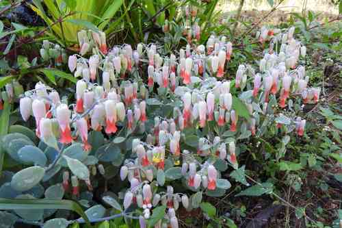 Marnier's kalanchoe