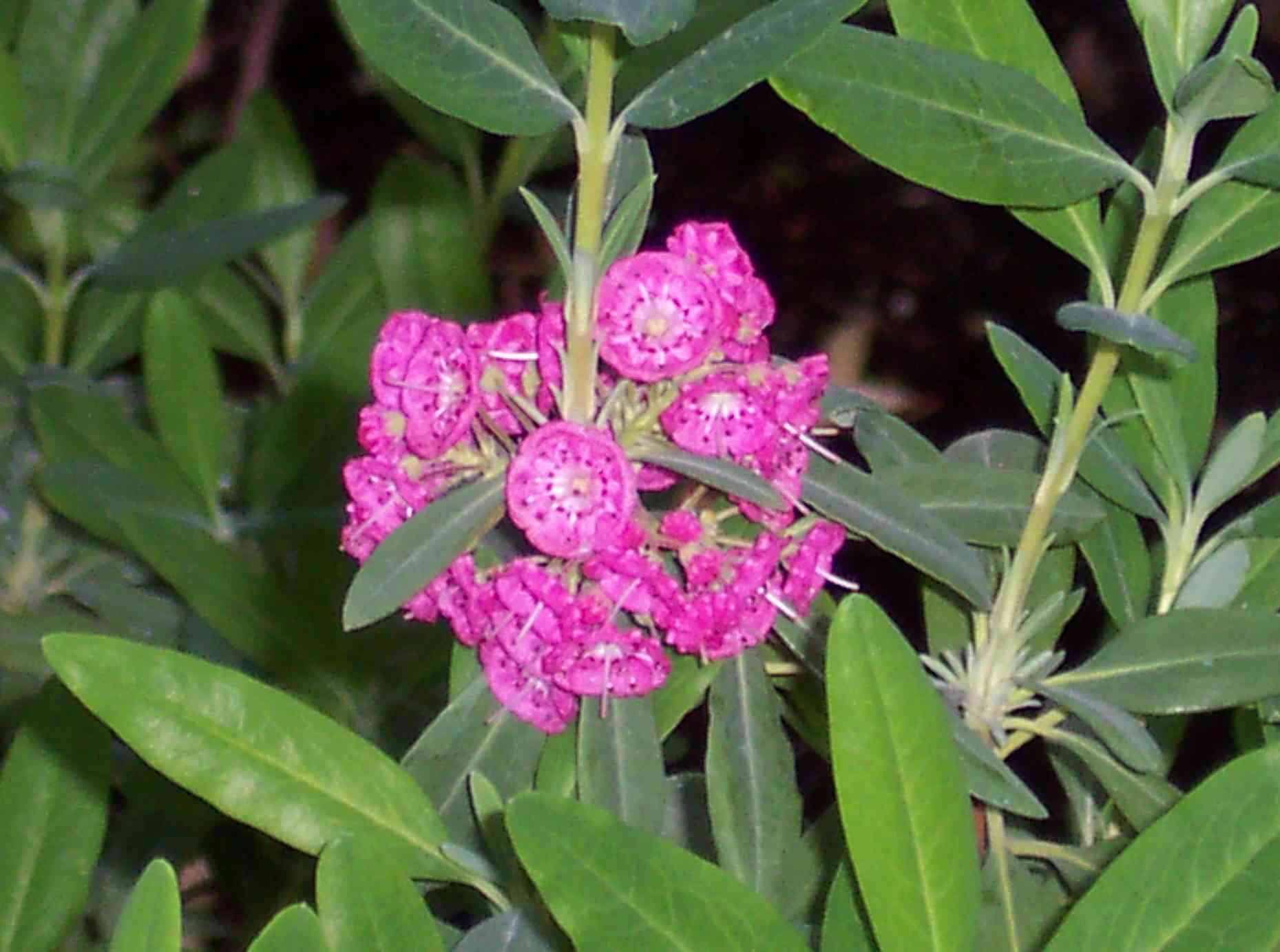 Sheep laurel