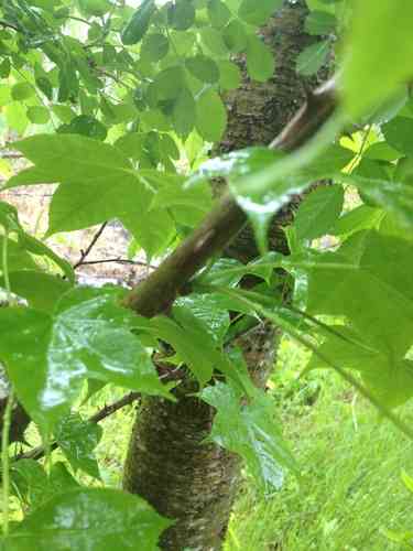 Prickly castor oil tree