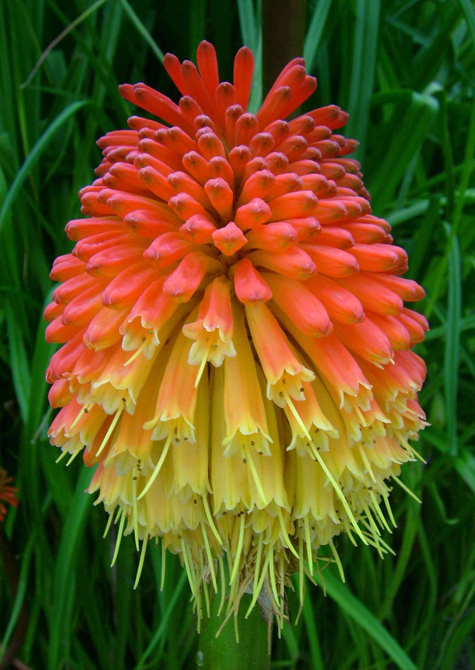 Red hot poker