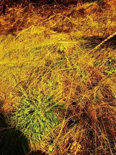 Blue hairgrass