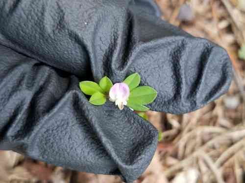 Japanese clover