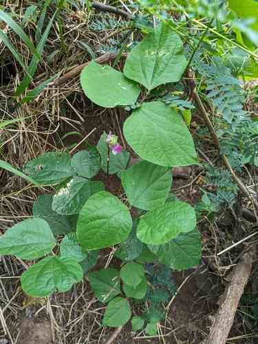 Hyacinth bean