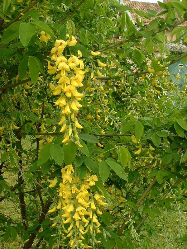 Golden chain tree