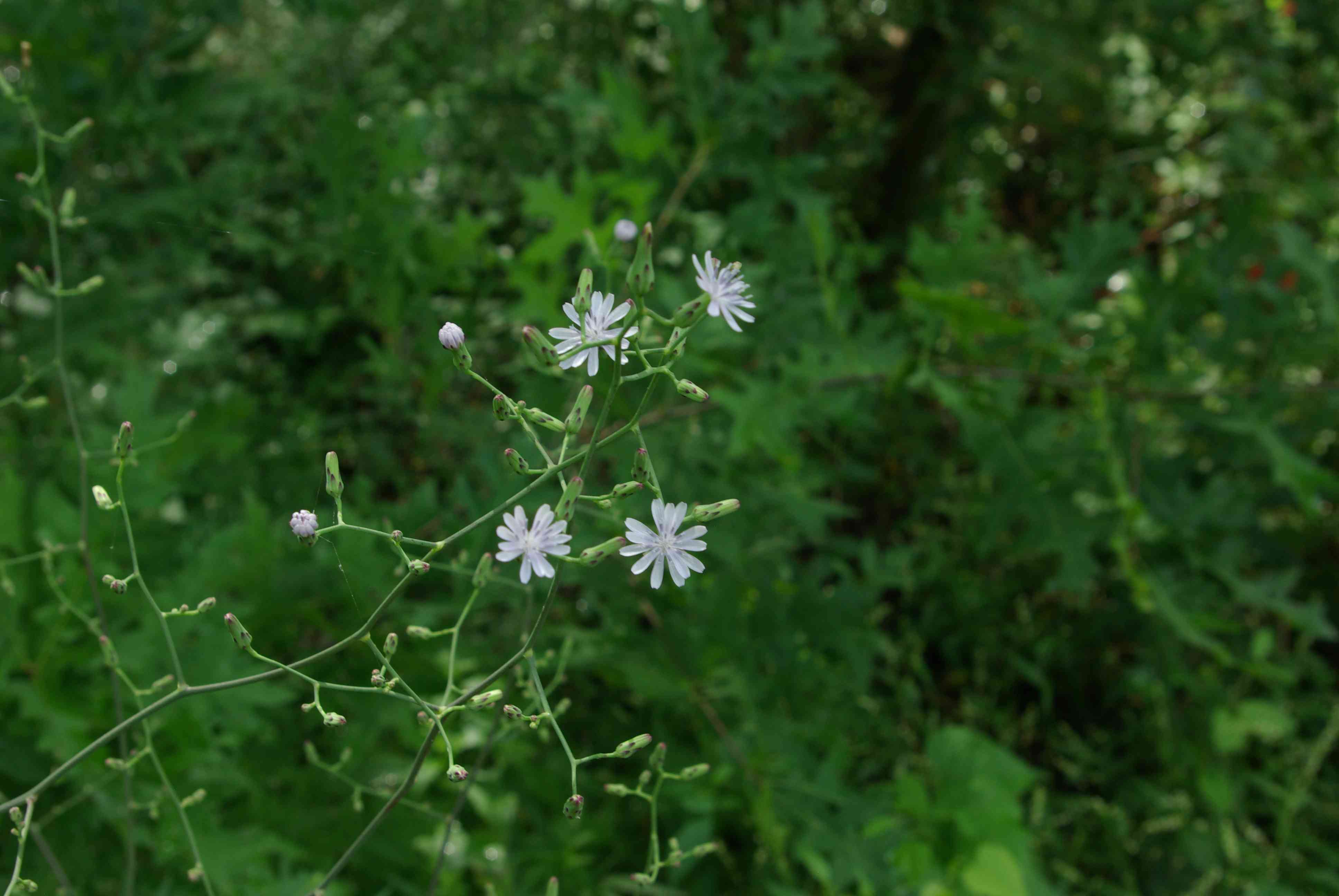 Woodland lettuce