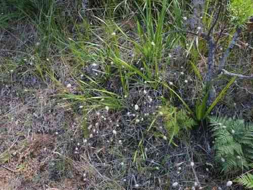 Hare's-tail grass