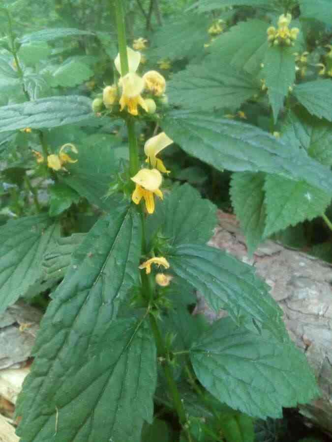 Yellow archangel