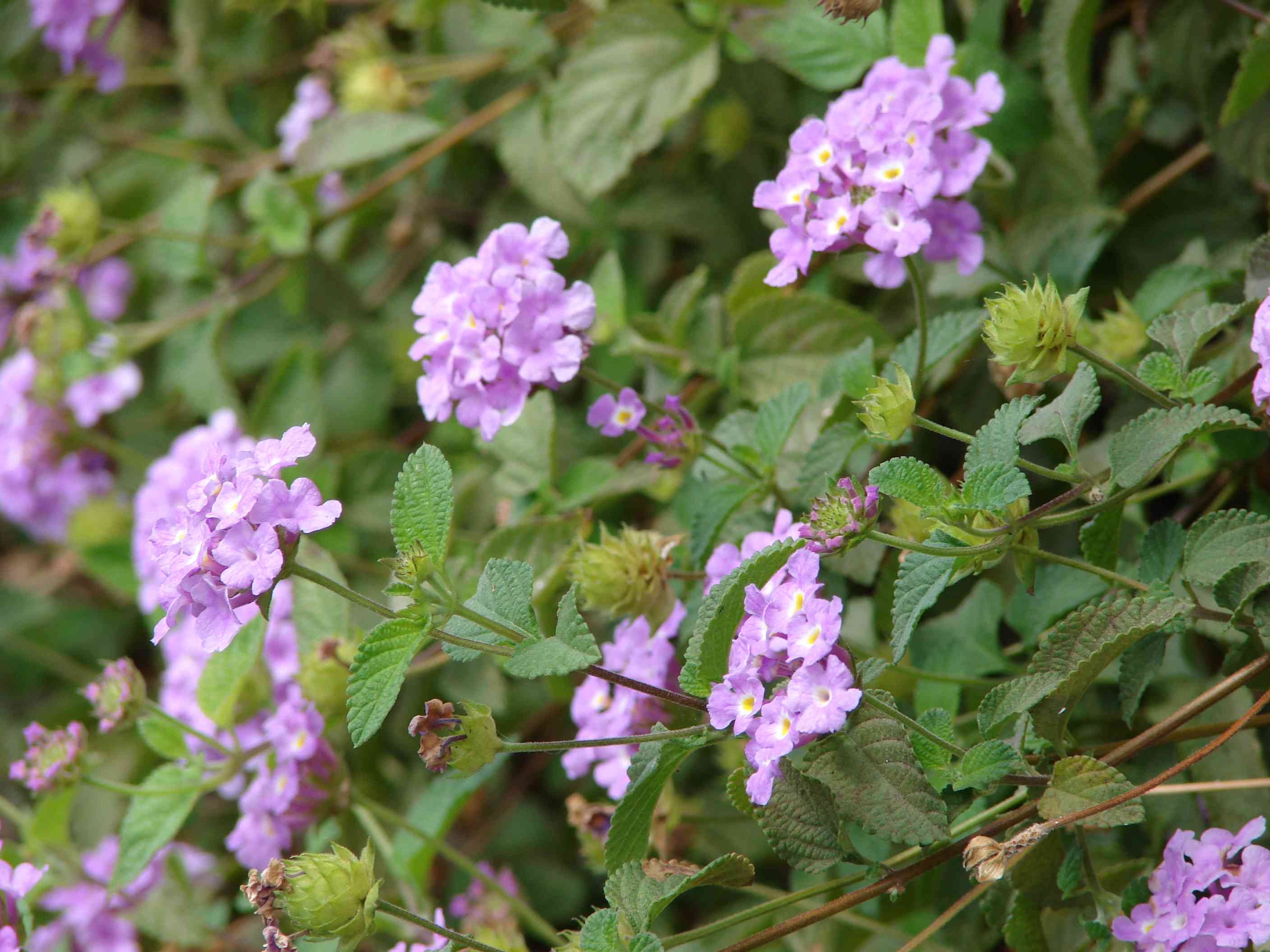 Trailing lantana
